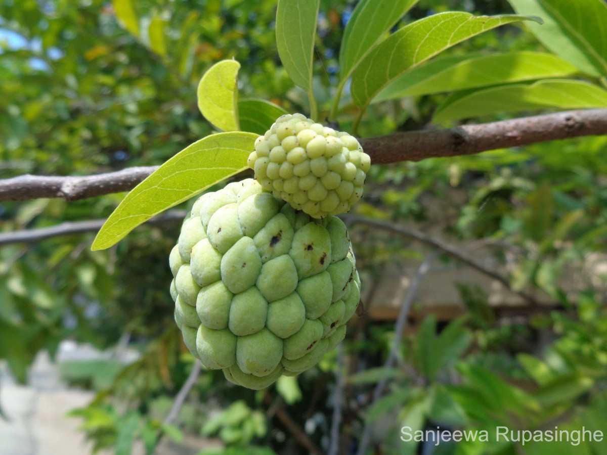 Annona squamosa L.